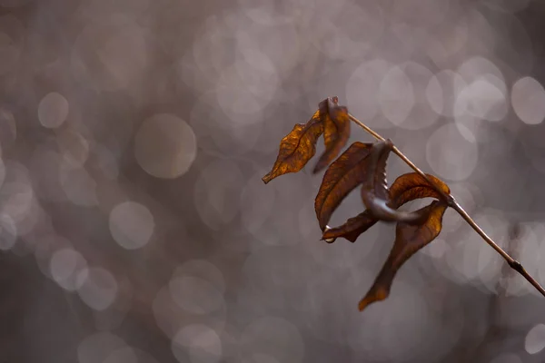 Macro Shot Autumn Tree Branches Rain Raindrops Glitter Bokeh Background — 图库照片