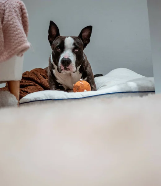 Sweet Little Dog Lying Ground Indoors — Fotografie, imagine de stoc