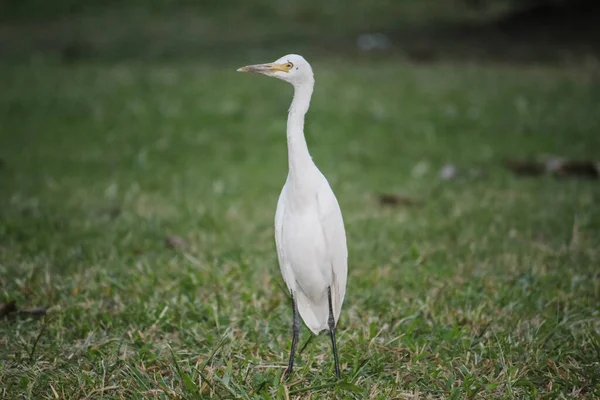 Closeup Great Egret Resting Outdoors — Fotografia de Stock