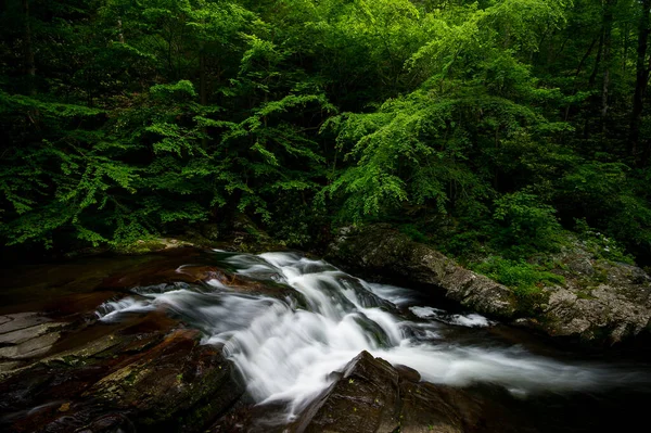 Beau Cliché Une Rivière Qui Coule Dans Forêt — Photo