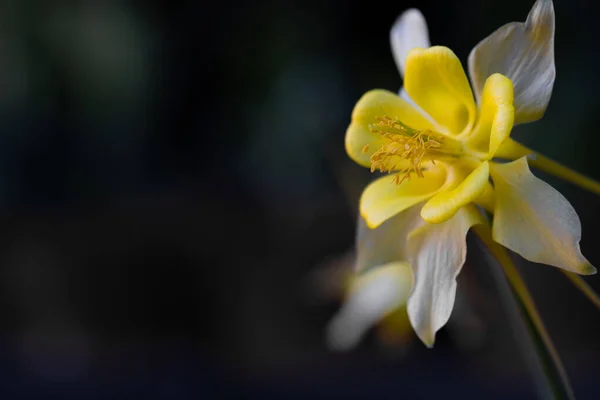 Крупним Планом Знімок Нарцисів Ростуть Природі — стокове фото