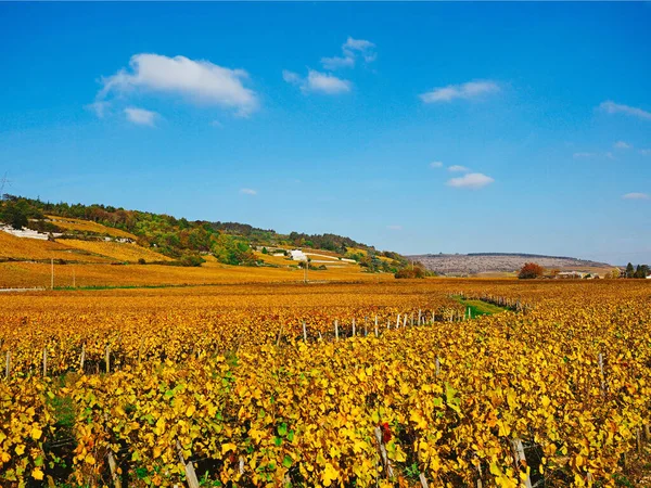 黄金のブドウ畑の美しい景色 — ストック写真