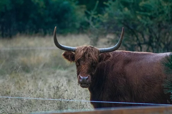 Gros Plan Une Longue Vache Cornes Dans Pâturage — Photo