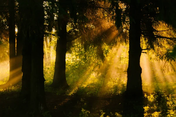 Rayos Luz Amanecer Una Mañana Brumosa Junto Río — Foto de Stock