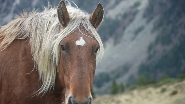 Cavalo Adorável Natureza Conceito Para Vida Selvagem Rancho Poder — Fotografia de Stock