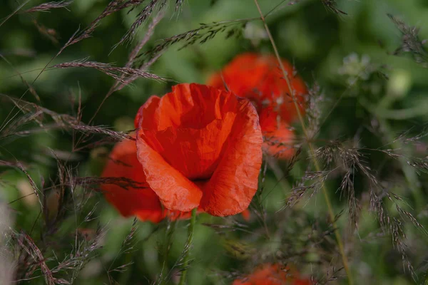 Closeup Beautiful Poppy Flowers Field — Fotografia de Stock