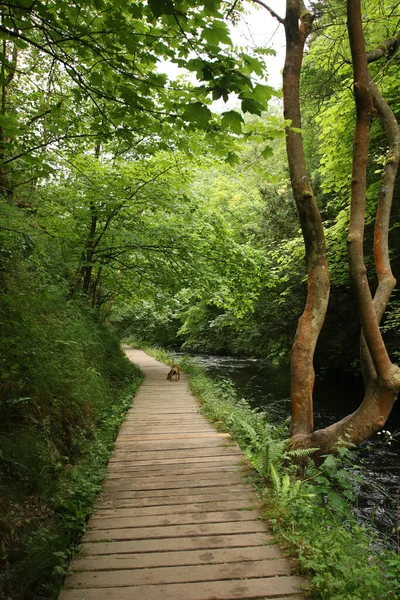 Ormanın Içinden Geçen Dar Bir Yolun Büyüleyici Görüntüsü — Stok fotoğraf