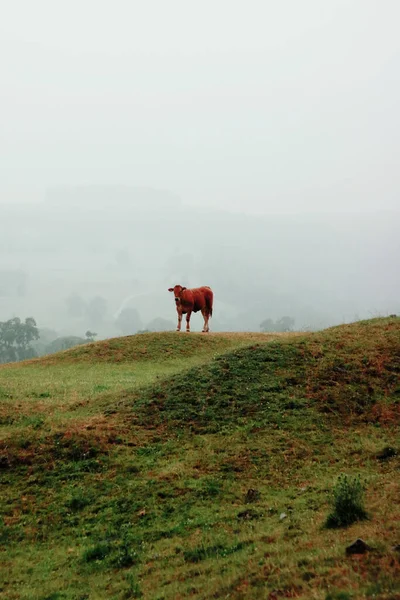 Красивий Знімок Самотньої Корови Відкритому Полі — стокове фото