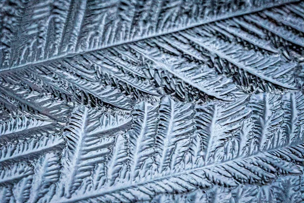 Closeup Shot Frozen Fern Fronds — Stockfoto