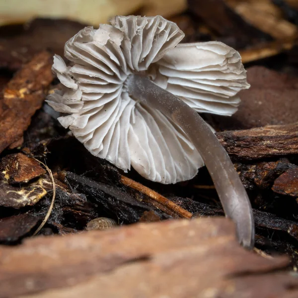 森林里的野蘑菇 — 图库照片
