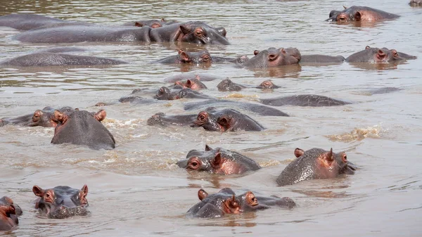 Gros Plan Hippopotames Dans Lac Sale Sous Lumière Soleil Tanzanie — Photo
