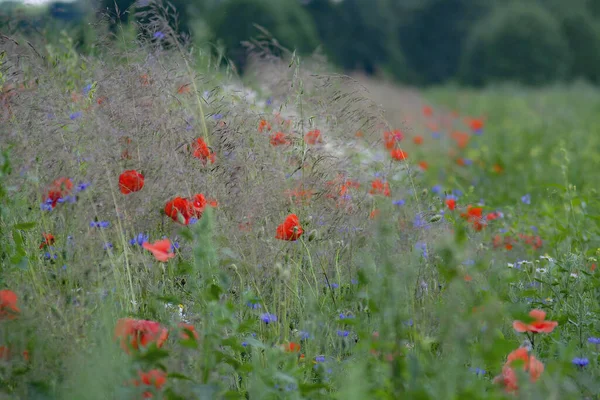 Beautiful View Poppy Flowers Field — Stockfoto