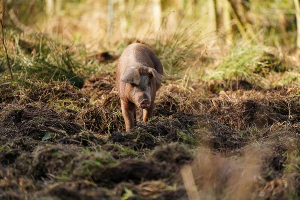 Wild Pig Field Onlanden Nature Preserve Eelderwolde Netherlands — Stockfoto