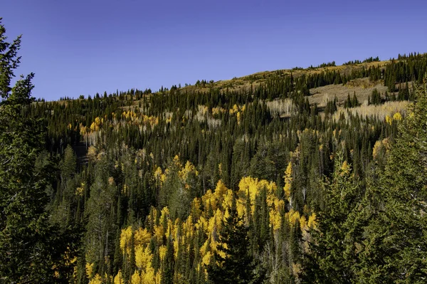 Décor Automnal Arbres Sur Les Hauts Plateaux Par Une Journée — Photo