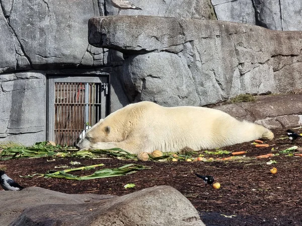 Beau Cliché Ours Polaire Endormi Blanc Pendant Journée Dans Zoo — Photo