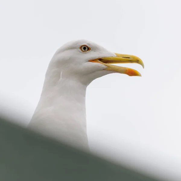 Closeup Shot Lesser Black Backed Gull Blurred Background — Fotografia de Stock