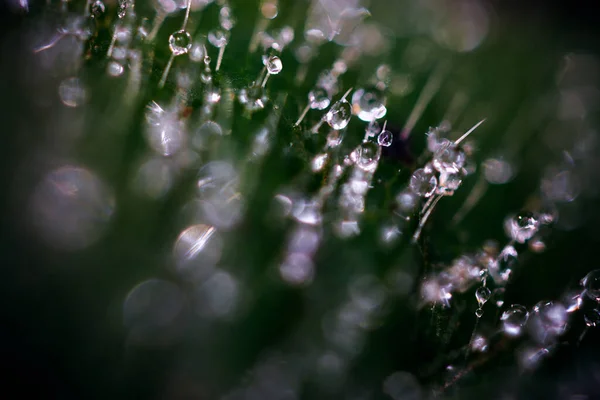 Macro Shot Water Drops Blurred Background — Fotografia de Stock