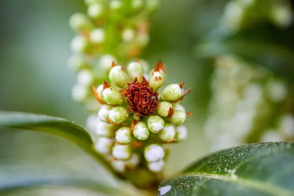 Selective Focus Shot Flower Buds — Stock Photo, Image