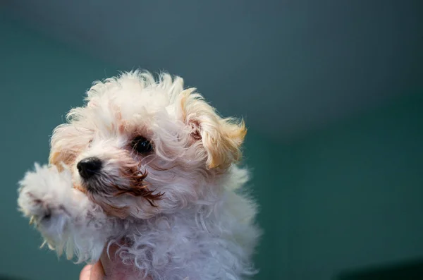 Close Portrait Cute Small Curly Dog — Foto Stock