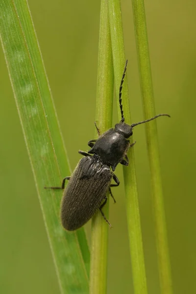 Many Clicking Beetles Hemicrepidius Climbing Tall Green Grass — Stockfoto