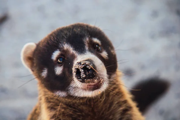 Closeup Shot Cute Coati Face — Stockfoto