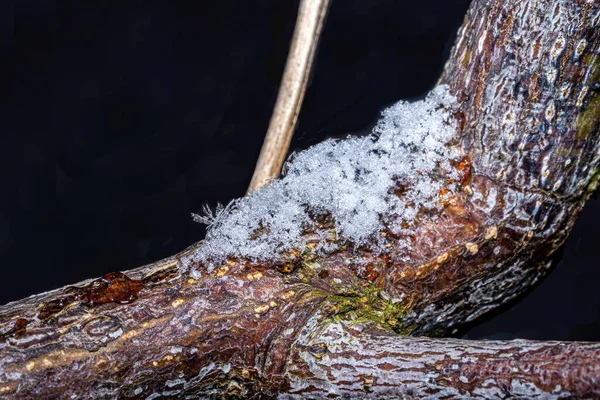 雪片のある木の枝 — ストック写真