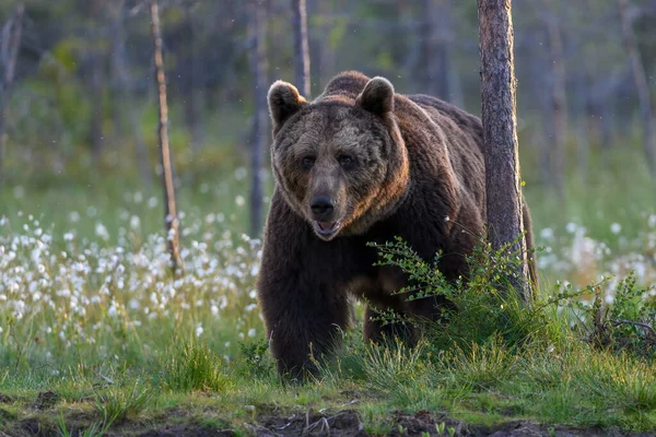 Oso Pardo Europeo Bosque Ursus Arctos Finlandia — Foto de Stock