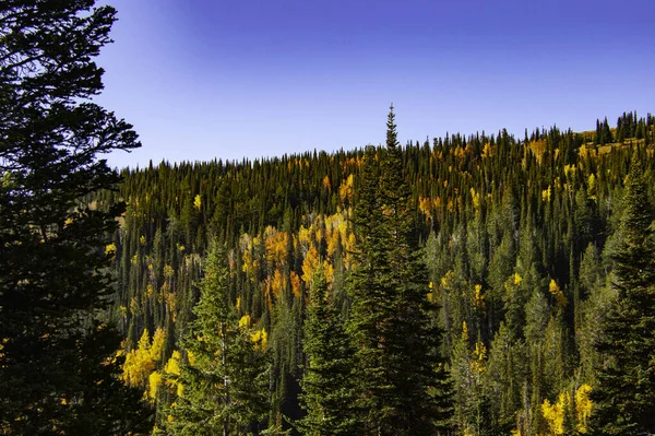 Décor Automnal Arbres Sur Les Hauts Plateaux Par Une Journée — Photo