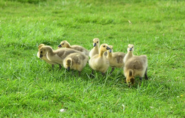 Closeup Shot Cute Canadian Geese Green Grass — 图库照片