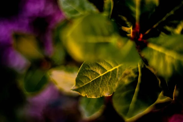 Selective Green Leaves Garden — Stock Photo, Image