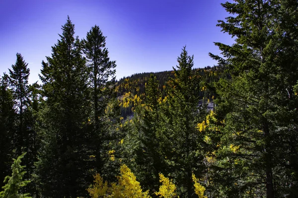 Scenery Autumnal Coniferous Trees Highland Sunny Day — Stock Photo, Image