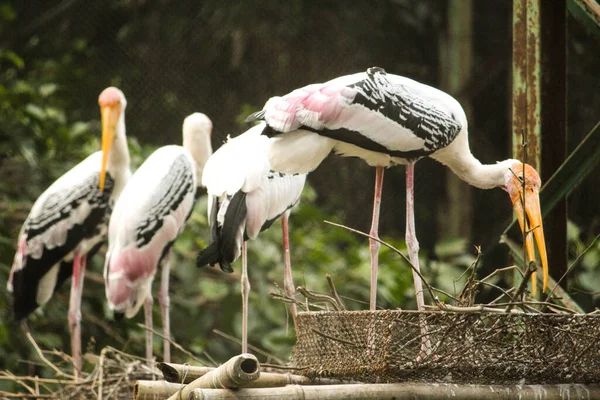 Flock Painted Storks Making Nest — Fotografia de Stock