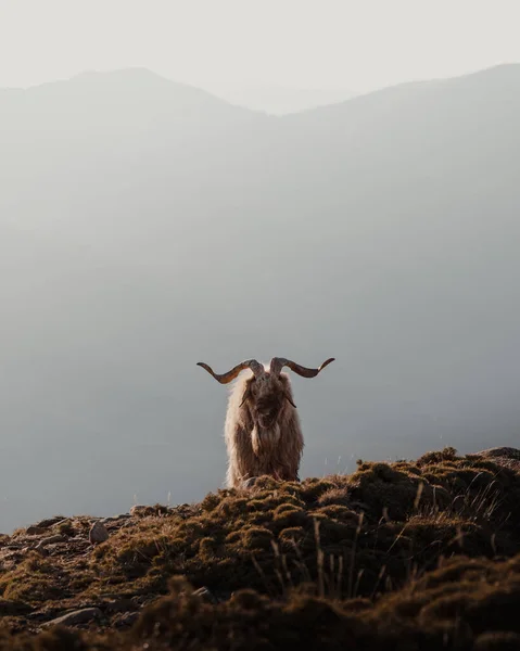 Disparo Vertical Una Cabra Una Colina Rocosa —  Fotos de Stock