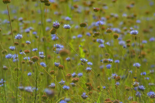 Een Prachtig Uitzicht Paarse Distel Bloemen Een Veld — Stockfoto