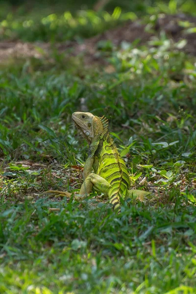 Tiro Vertical Uma Iguana Verde Grama Livre — Fotografia de Stock