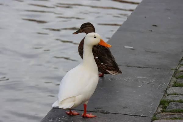 Beautiful Shot Two Geese Lake — Fotografia de Stock