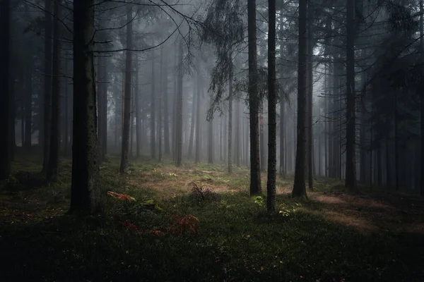 Belo Tiro Uma Floresta Misteriosa Escura Dia Nebuloso Outono — Fotografia de Stock