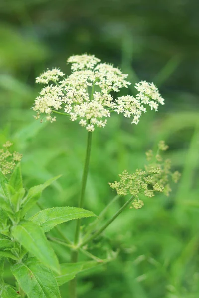 草甸草甸中的地面接骨木花的特写镜头 — 图库照片