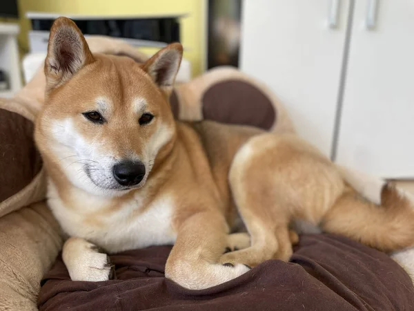 Primer Plano Mullida Marrón Adorable Perro Shiba Inu Acostado Sofá —  Fotos de Stock