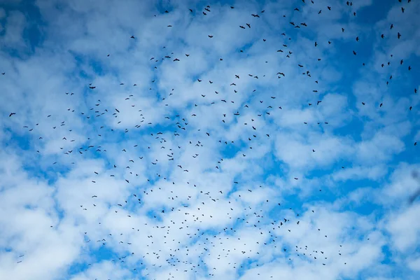 Зграя Птахів Літають Хмарному Небі — стокове фото