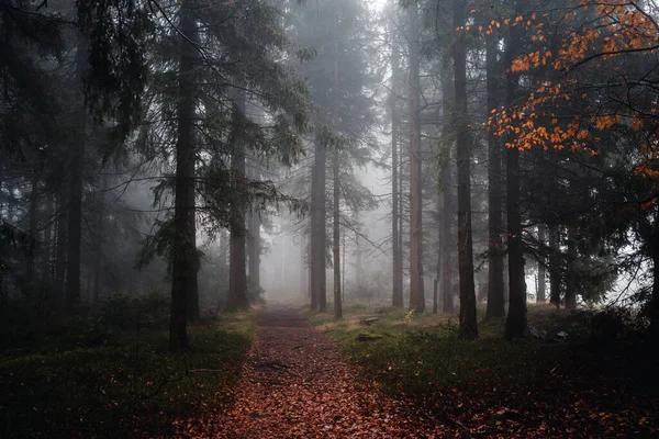 Красивый Снимок Темного Таинственного Леса Опавшими Листьями Земле Туманный Осенний — стоковое фото