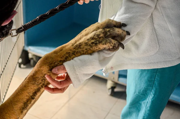 Собака Посещающая Ветеринарную Клинику Осмотра Сосредоточьтесь Лапе Держащей Руку Врача — стоковое фото