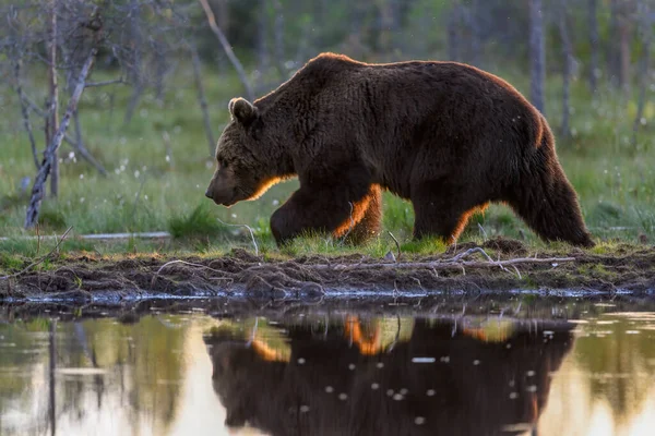 Finlandiya Daki Ursus Arctos Ormanında Avrupalı Bir Kahverengi Ayı — Stok fotoğraf