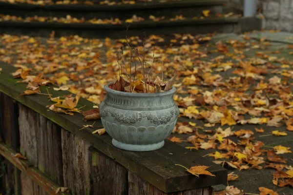 Осенью Парке Остается Старый Керамический Горшок Растениями — стоковое фото