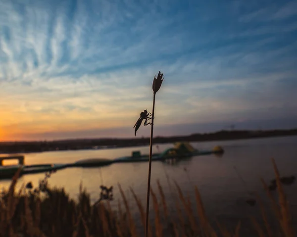 Seekor Capung Atas Bunga Liar Padang Pantai Danau Saat Matahari — Stok Foto