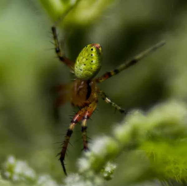 Selektivní Záběr Zeleného Pavouka Louce — Stock fotografie