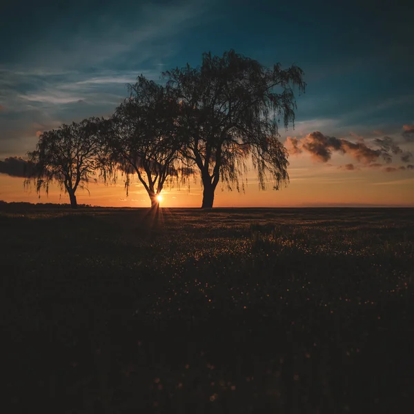 Sun Sets Some Weeping Willow Trees Maumee Bay State Park — Stockfoto