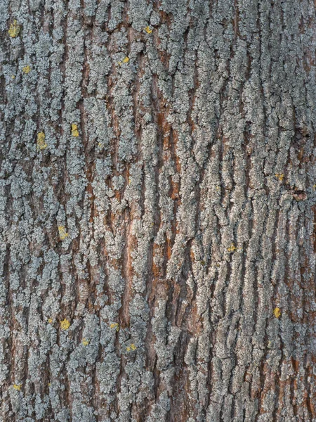 Детали Коры Дерева Желтым Серым Лишайником — стоковое фото