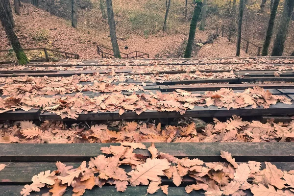 Beautiful Dry Fallen Leaves Wooden Surface Nature Daytime Fall — Fotografia de Stock