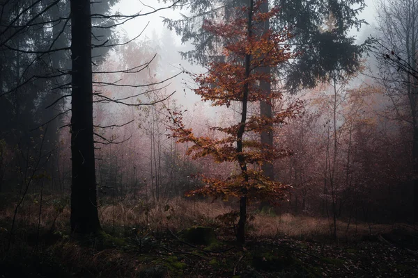 Beau Cliché Une Sombre Forêt Mystérieuse Par Une Journée Brumeuse — Photo